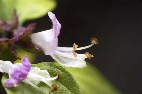 Close Up Ocimum Basilicum Flower 1227852 Stock Photo At Vecteezy