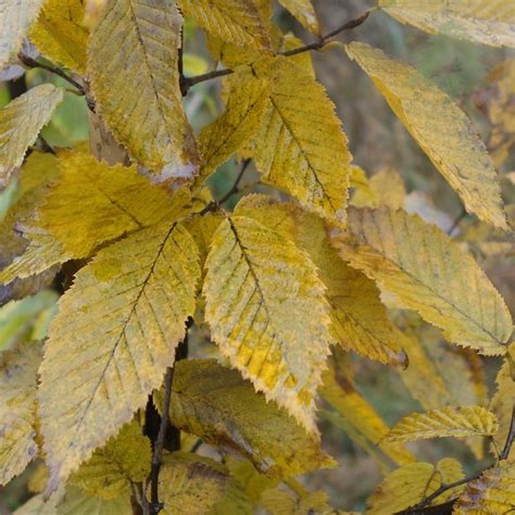 Carpinus Betulus Frans Fontaine Upright Hornbeam Ornamental Trees