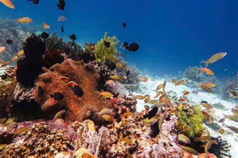 Balicasag Diving: Explore The Underwater Heaven Of Bohol, Philippines