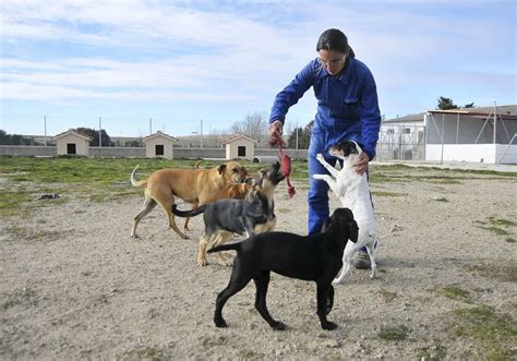 C Mo Adoptar Un Perro As Es El Nuevo Test Obligatorio Para Adoptar