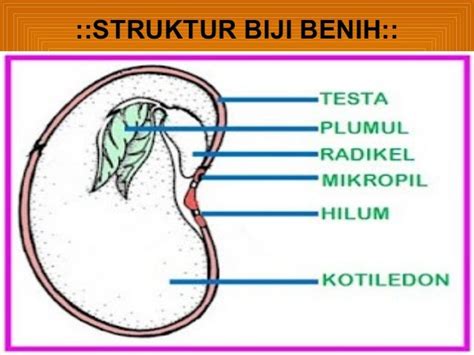 Percambahan Biji Benih