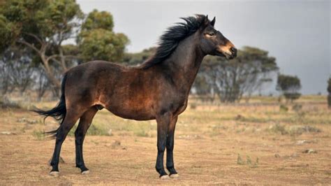 Brumby Horse Facts And Information – Breed Profile - AHF