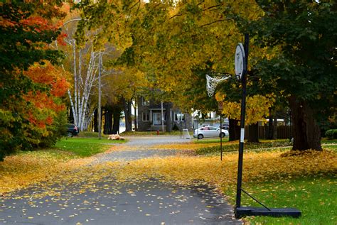 Residential Neighborhood Street Free Stock Photo - Public Domain Pictures