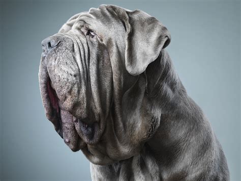 Neapolitan Mastiff Wallpapers Images Photos Pictures Backgrounds