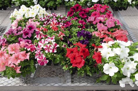 Петуния веранда орхид (45 фото) - фото - картинки и рисунки: скачать ...