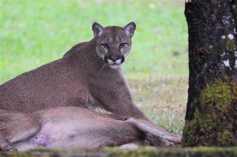 Video Captivating Footage Shows Bc Cougar Catching Its Breakfast