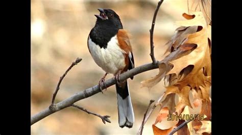 Rufous Sided Towhee Nesting Feeding Mating Habits
