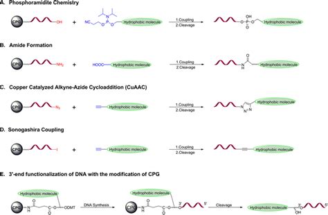 Solid‐phase Synthesis Of Dna‐organic Molecule Amphiphiles A Download Scientific Diagram