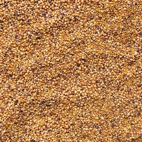 crimson clover as a cover crop 5