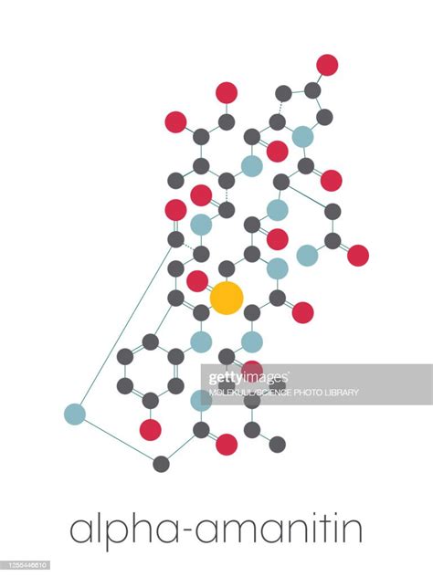 Alphaamanitin Death Cap Toxin Molecule Illustration High-Res Vector Graphic - Getty Images