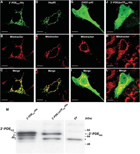 Cellular localization and post-translational processing of 2′-PDE ...