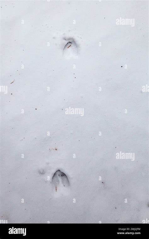 White Tailed Deer Tracks In The Snow Vertical Stock Photo Alamy