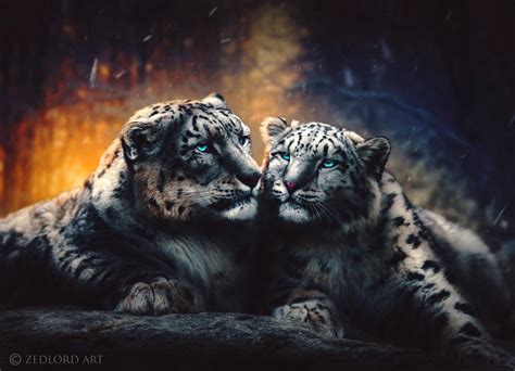 snow leopards  zedlord art  deviantart