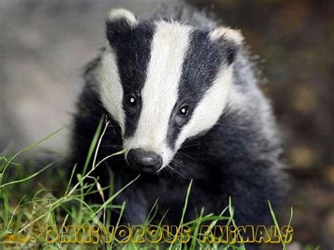 List Of Omnivorous Animals | Animals Name A To Z