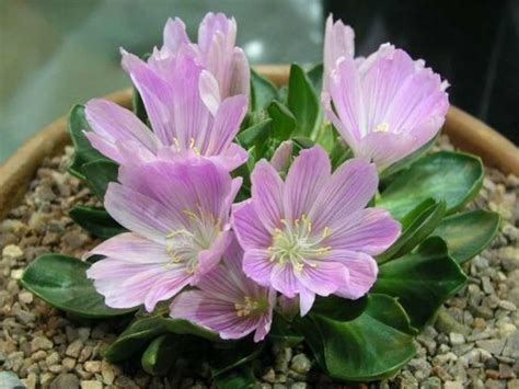 Lewisia Brachycalyx Short Sepaled Lewisia World Of Flowering Plants