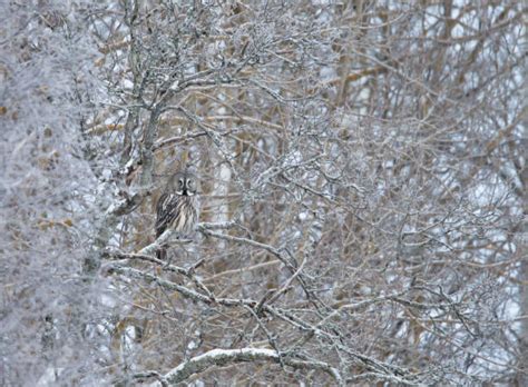 Snow Camouflage Stock Photos, Pictures & Royalty-Free Images - iStock
