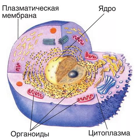 Схема строение клетки биология