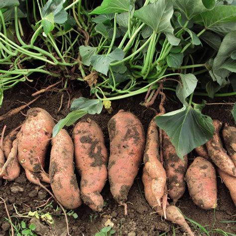 Sweet Potato Arrives In Jeremie Trees That Feed Foundation