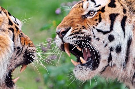 An argument... | This day, the two tigers of the zoo of Züri… | Flickr