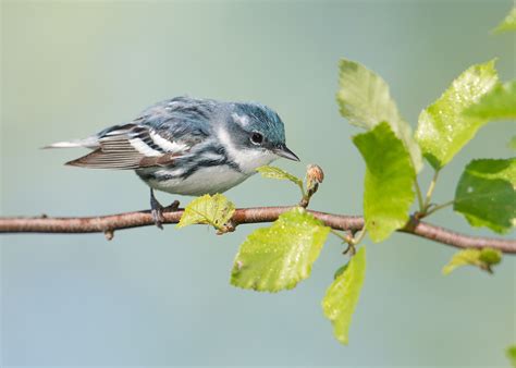 Indiana Woodland Steward - The Birders’ Dozen Profile 12: Cerulean Warbler