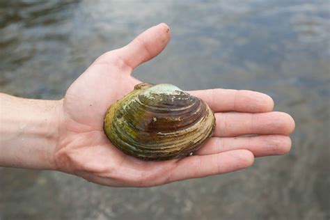 Freshwater Clam Pearls