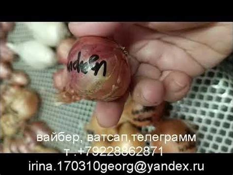 Лук шалот 26 сортов(семейка) видео-6. - YouTube