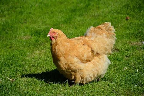 Cochin Chicken Breed: History, Characteristics, Temperament & Comb Type ...