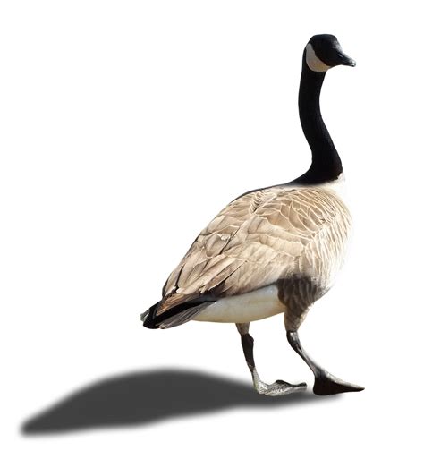 Canada Goose - II - Stock - PNG by Walking-Tall on DeviantArt