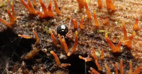 emily amy allan  taiwan fungus journal