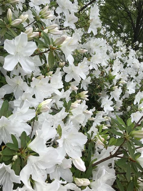 Azalea White Bush Free Photo On Pixabay Pixabay