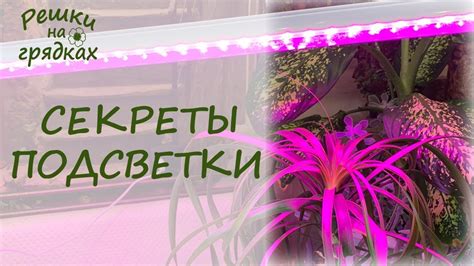 Подсветка растений зимой // Как подсвечивать рассаду //Какие лампы для ...