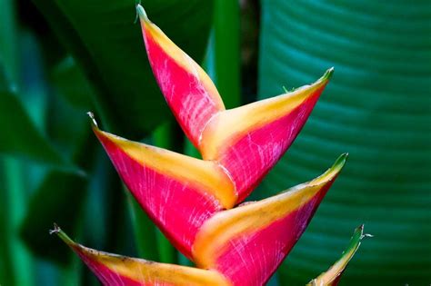 Flores do nordeste do Brasil cinco plantas exóticas da região Flores