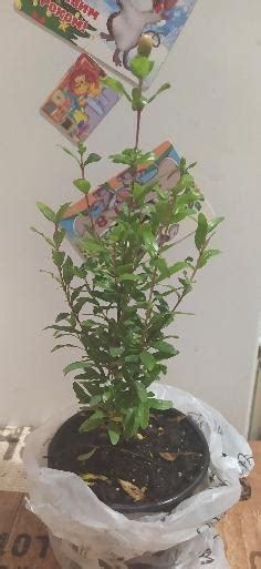 Петров крест, корень 50г купить почтой в Одессе, Киеве, Украине | Agro ...