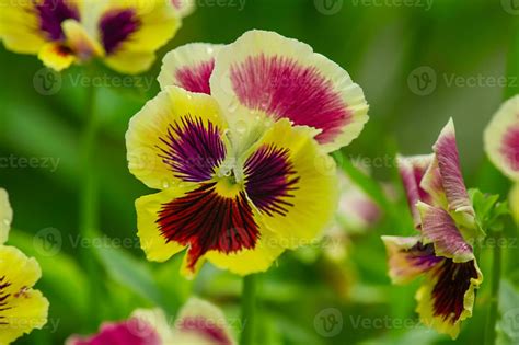 Flowers with raindrops. Yellow and purple violets. Flower blooming