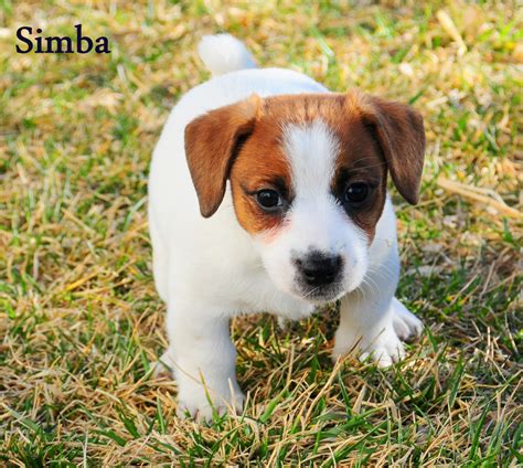 Awesome Quality Shorty Jack Russell Terrier Puppies In Colorado