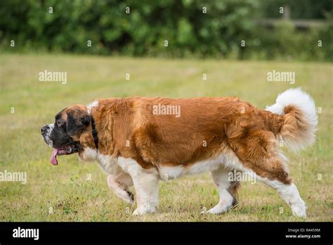 Large St Bernard Breed Of Dog On The Streets Of London With A Man