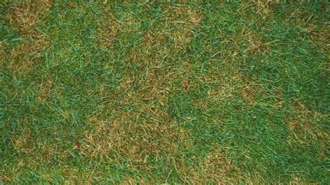 Dollar Spot Nc State Extension