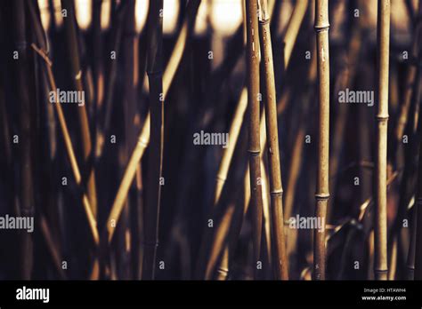 Bamboo Plant As Abstract Background During Sunset Stock Photo Alamy