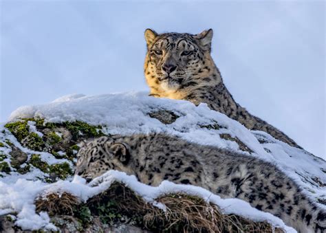 Snow Leopards