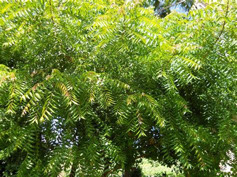 Neem Tree Azadirachta Indica Richard Lyons Nursery Inc