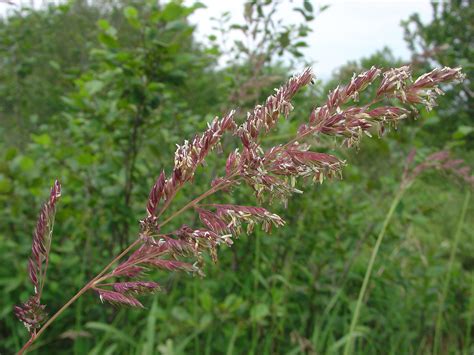 Phalaris Arundinacea Alchetron The Free Social Encyclopedia