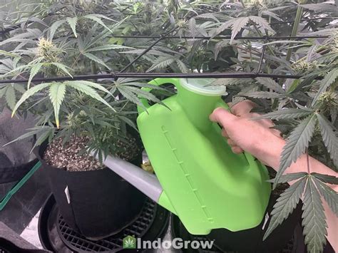 How to Water Cannabis - IndoGrow