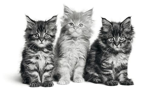 Royal Canin Breeders Club