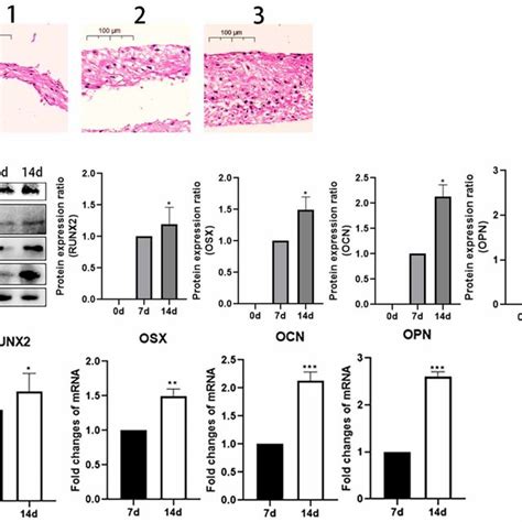 Morphology And Osteogenic Capacity Of Cell Sheet Based Bionic Bone