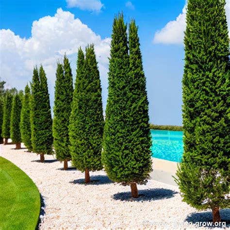 Expert Tips How To Successfully Grow Gold Mop Cypress Trees