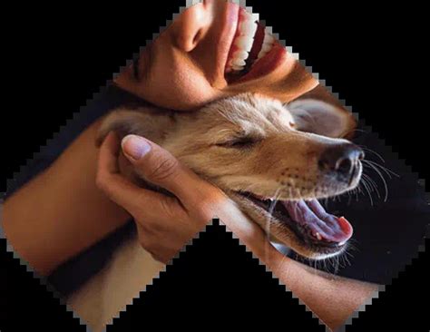 Veterinarians in Venice, CA | VCA Marina Bay Cities Animal Hospital