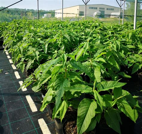 Горец изменчивый 🌿 по низкой цене купить саженцы в питомнике растений с ...