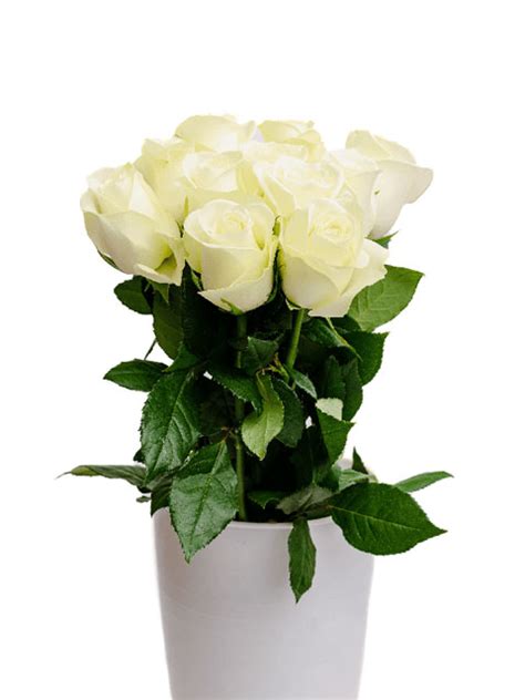 Snow Storm Karen Roses