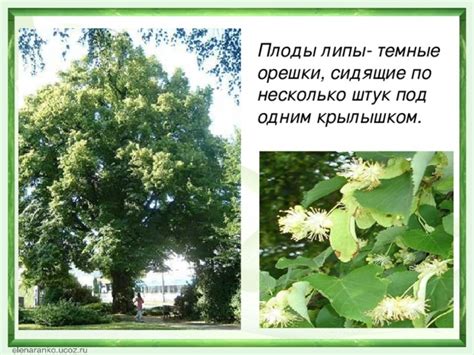 Презентация " Зона лесов"