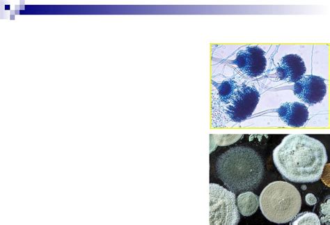 Презентация на тему: Грибки